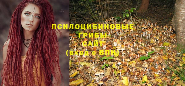 индика Новозыбков
