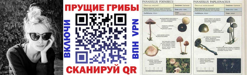 где найти наркотики Зеленоградск Псилоцибиновые грибы Cubensis